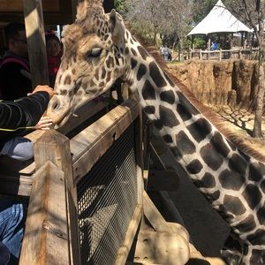 Meet your Posher, Nidia